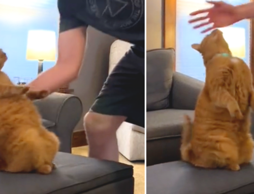 Oliver the Orange Cat Trains His Family To Act Fast with Daily ‘Trust Falls’