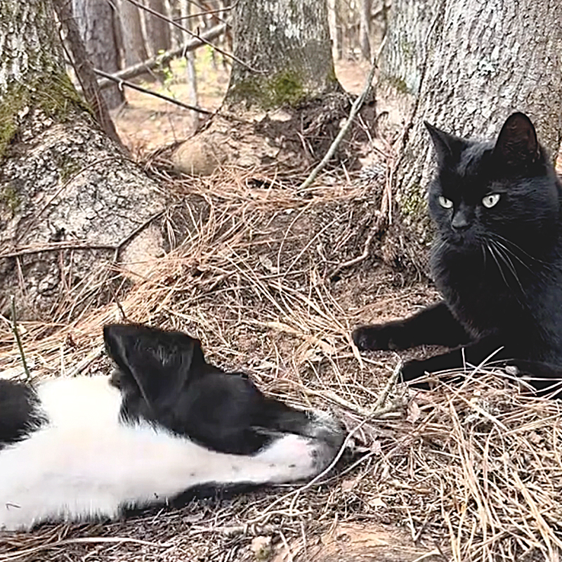 Sarah and Jose, The Little Cabin That Could, Abandoned Puppy Ace teaches feral cat to trust again, Ace and Wright, the.littlecabinthatcould, TikTok, adopting a feral cat, City Slickers to Country Life⁣, 4