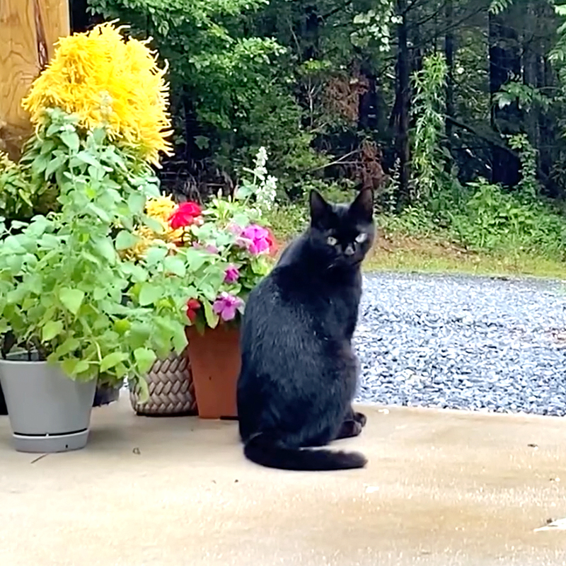 Sarah and Jose, The Little Cabin That Could, Abandoned Puppy Ace teaches feral cat Panera to trust again, Ace and Wright, the.littlecabinthatcould, TikTok, adopting a feral cat, City Slickers to Country Life⁣, 4