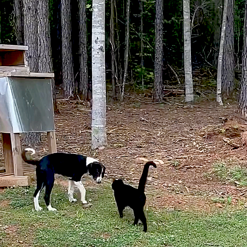  Sarah and Jose, The Little Cabin That Could, Abandoned Puppy Ace teaches feral cat Panera to trust again, Ace and Wright, the.littlecabinthatcould, TikTok, adopting a feral cat, City Slickers to Country Life⁣, 1