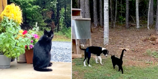 Sarah and Jose, The Little Cabin That Could, Abandoned Puppy Ace teaches feral cat Panera to trust again, Ace and Wright, the.littlecabinthatcould, TikTok, adopting a feral cat, City Slickers to Country Life