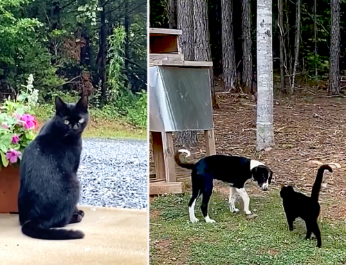 Abandoned Puppy Teaches a Feral Black Cat How to Trust Again On a Virginia Farm
