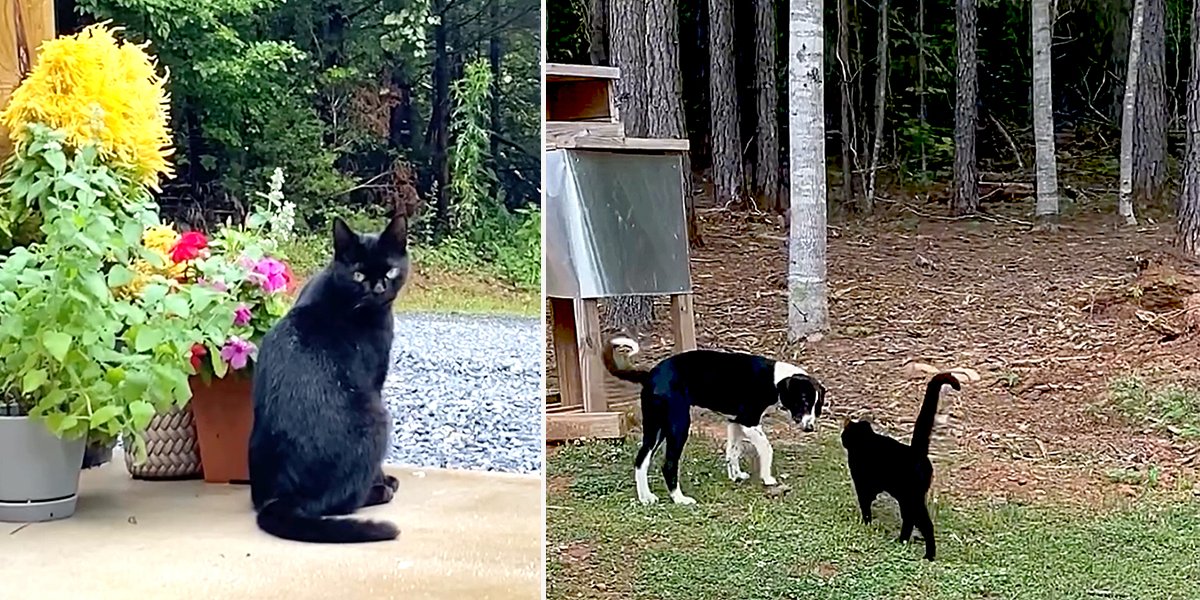Sarah and Jose, The Little Cabin That Could, Abandoned Puppy Ace teaches feral cat Panera to trust again, Ace and Wright, the.littlecabinthatcould, TikTok, adopting a feral cat, City Slickers to Country Life⁣