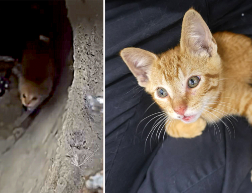 Hearts Melt In a Puddle When the Community Saves the Day for a Trapped Kitten