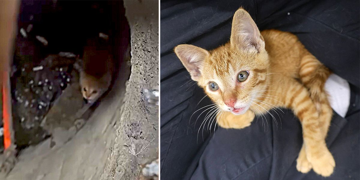 PAWS Chicago, Puddle the orange kitten saved from a sewer, sewer grate, ginger kitten, April Garza, Catherine Boryczka, Chicago Water Management, kitten rescue, Giving Day, community rescue, Ashland, Orange Line