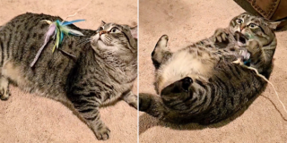 Kayla Delcoure, Georgia, Sally the obese cat, overweight cat, Gizmo's Best Friends, Pippi's Place, Lawrenceville, diet regimen, helping cats lose weight safely, loved to death