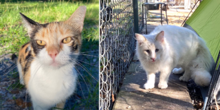 People's Dispensary for Sick Animals, PDSA, signs of heatstroke in cats and dogs, what to do if your pet shows signs of overheating, shelter for cats, keeping pets cool and hydrated in the heat, Cat Man Chris, Cole and Marmalade