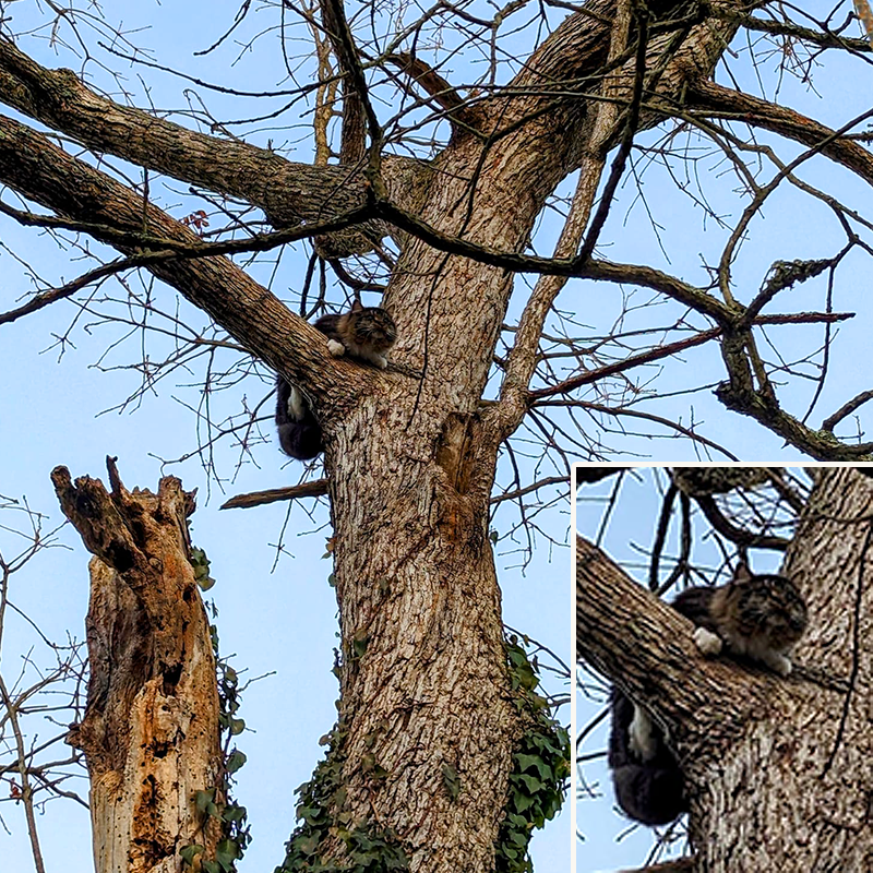 Steven Murrow, Tesla Tree Service, rescuing cats from trees, tree climber, Arborist, Southern New Jersey, Philadelphia, saving cats from treetops, cat stuck in a tree, Drew Barrymore, Church the cat 1