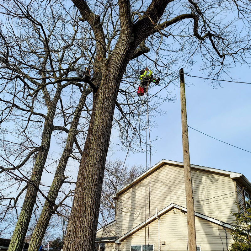 Steven Murrow, Tesla Tree Service, rescuing cats from trees, tree climber, Arborist, Southern New Jersey, Philadelphia, saving cats from treetops, cat stuck in a tree, Drew Barrymore, , 1 Clementine