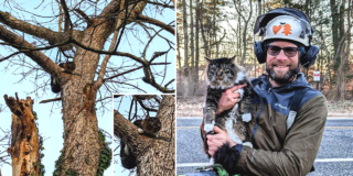 Steven Murrow, Tesla Tree Service, rescuing cats from trees, tree climber, Arborist, Southern New Jersey, Philadelphia, saving cats from treetops, cat stuck in a tree, Drew Barrymore,