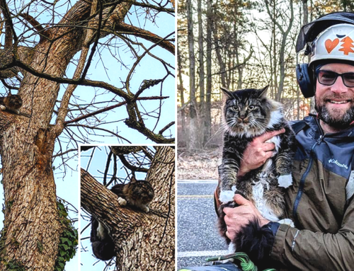 Tree Service Puts No Price On Rescuing 100+ Cats From the Highest Heights
