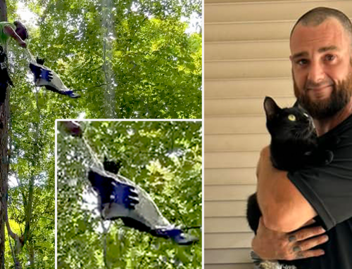 Grateful Cat Shares Hug With Ohio Man Who Went Out On a Limb For Him