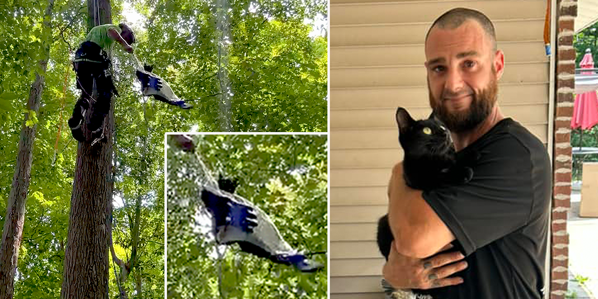 Treetop Cat Rescue, Cleveland, Ohio, Seven Hills, Angelo Ciammaichella, tree rescue, cat stuck in tree, Northeast Ohio, rescuing cats from trees, Fleck Tree Service, Akron, Mayfield, Akron, Mayfield,