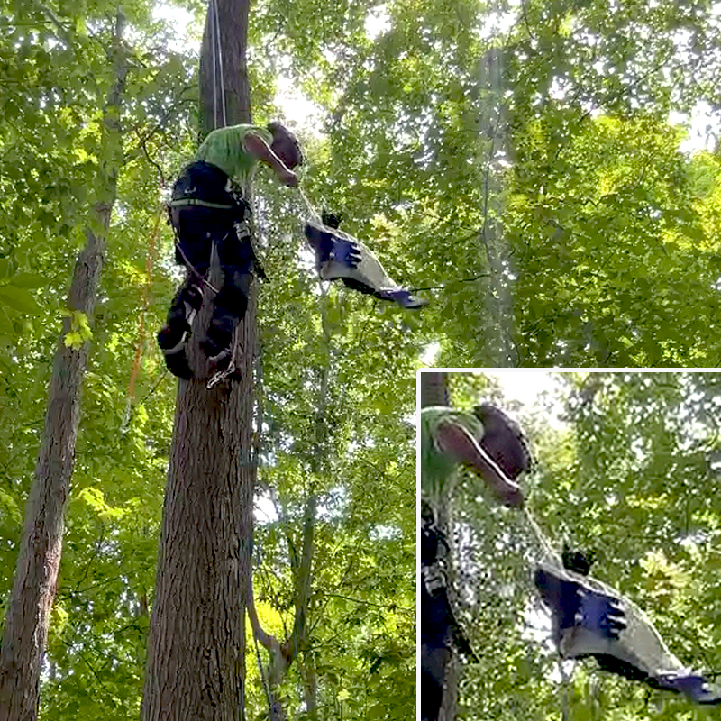 Treetop Cat Rescue, Cleveland, Ohio, Seven Hills, Angelo Ciammaichella, tree rescue, cat stuck in tree, Northeast Ohio, rescuing cats from trees, Fleck Tree Service, Akron, Mayfield, 7