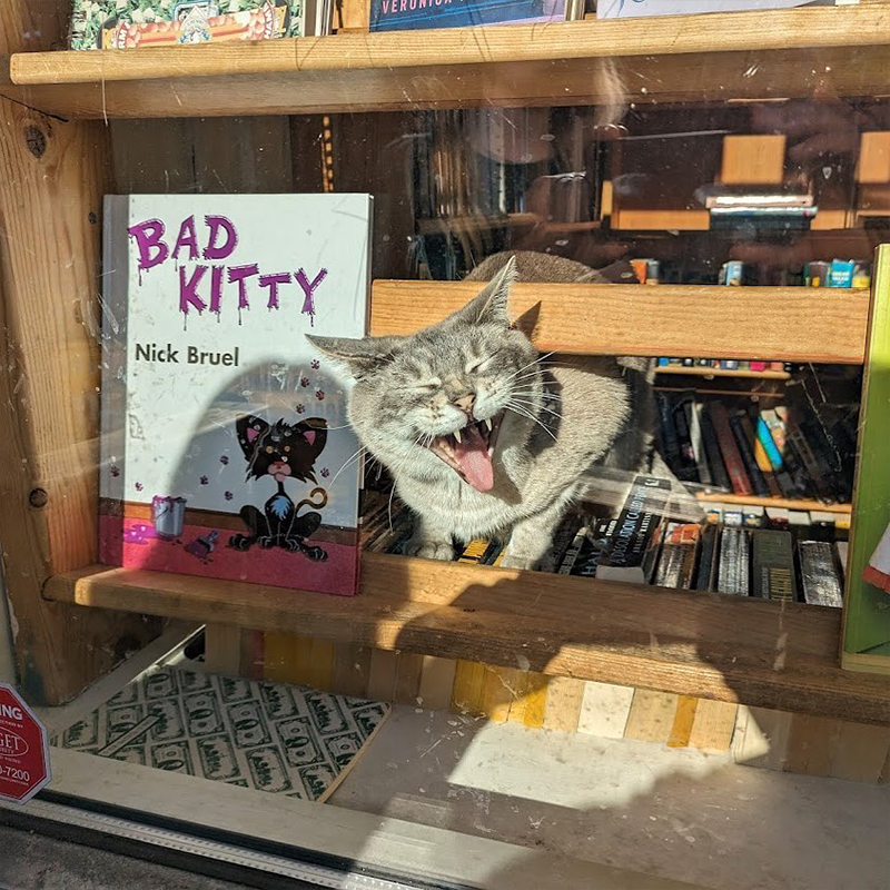 Twice Sold Tales, Seattle, Washington, bookstore cats, Jamie Lutton, Shea Vassar, cats plan world domination, books, used books, rodent control, shop cat, bodega cat, 2