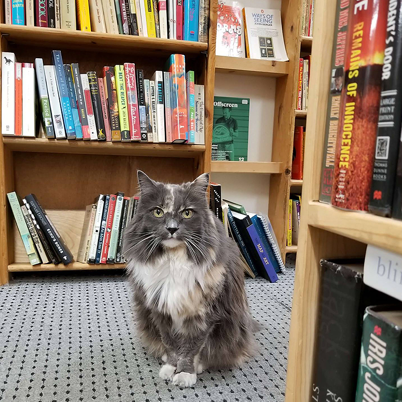 Twice Sold Tales, Seattle, Washington, bookstore cats, Jamie Lutton, Shea Vassar, cats plan world domination, books, used books, rodent control, shop cat, bodega cat, Eleanor