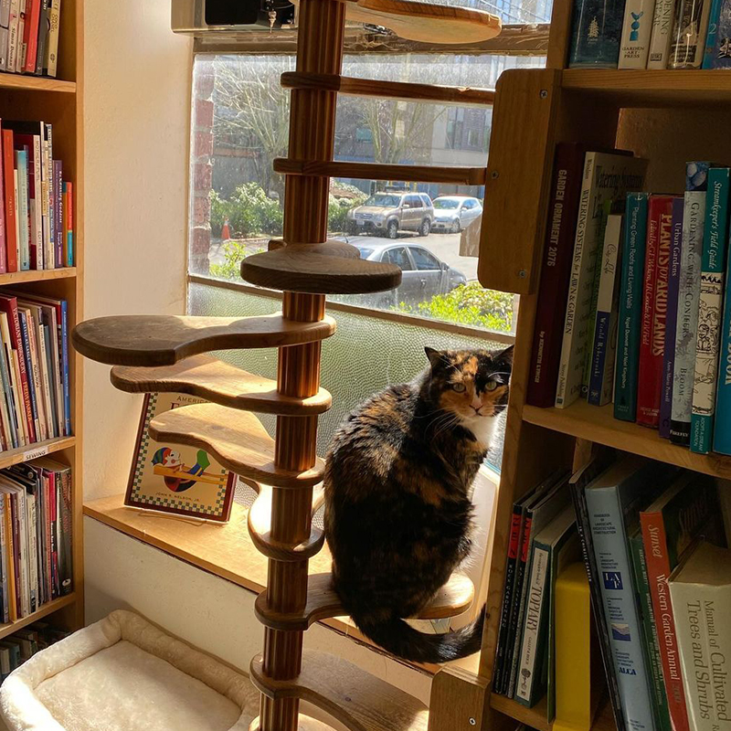 Twice Sold Tales, Seattle, Washington, bookstore cats, Jamie Lutton, Shea Vassar, cats plan world domination, books, used books, rodent control, shop cat, bodega cat, Lily