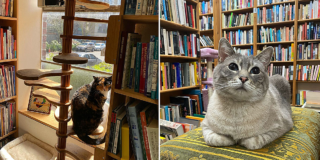 Twice Sold Tales, Seattle, Washington, bookstore cats, Jamie Lutton, Shea Vassar, cats plan world domination, books, used books, rodent control, shop cat, bodega cat, Buster and Lily