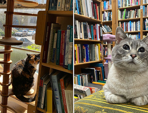 Bookstore Cats are Working on ‘World Domination’ in Seattle and We’re Ready