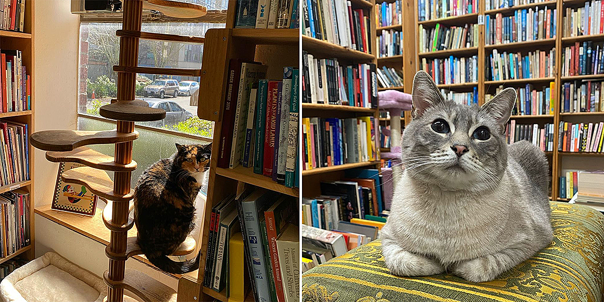 Twice Sold Tales, Seattle, Washington, bookstore cats, Jamie Lutton, Shea Vassar, cats plan world domination, books, used books, rodent control, shop cat, bodega cat, Buster and Lily