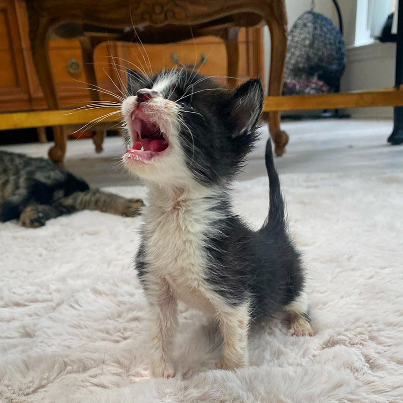  Officer Gretchen Bryne, Cat Cop, Bocaratona, , Marc Antony and Pussyfoot, Batcat, cute kittens, rescued kittens, BKA, Byrne's Kitten Academy, Coral Springs Humane Unit, Florida, 1