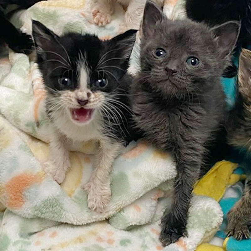 Officer Gretchen Bryne, Cat Cop, Bocaratona, cartoon, cartoons, cartoon kittens, Marc Antony and Pussyfoot, Batcat, cute kittens, rescued kittens, BKA, Byrne's Kitten Academy, Coral Springs Humane Unit, Florida, 1