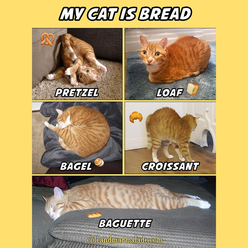 My cat is bread, Cole and Marmalade