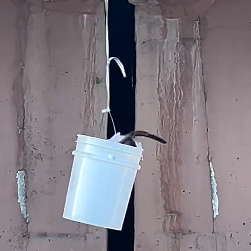 Arizona Department of Public Safety, Interstate, Santan Freeway (Loop 202) and Price Freeway (Loop 101) in Tempe, Arizona, Kitten, trooper catches kitten in an empty bucket somehow, 1