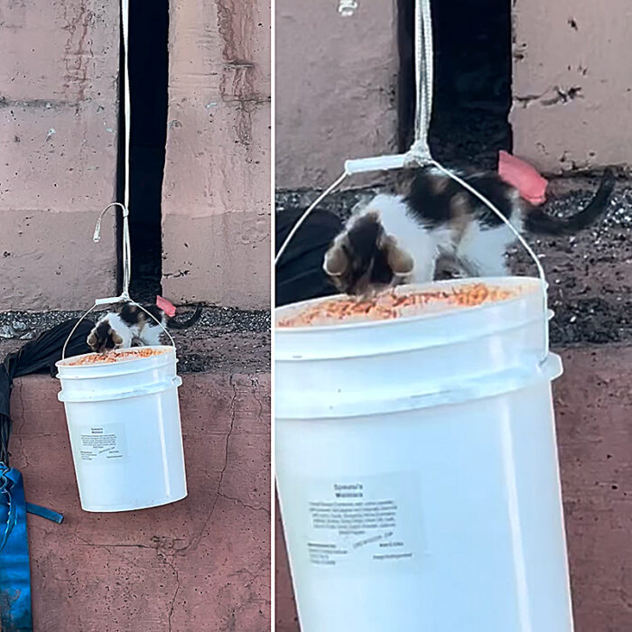 'Catfishing' for Stranded Kitten with a Bucket Shouldn't Have Worked ...