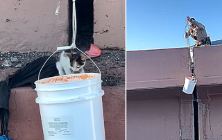Arizona Department of Public Safety, Interstate, Santan Freeway (Loop 202) and Price Freeway (Loop 101) in Tempe, Arizona, Kitten, catfishing, catfish, trooper catches kitten in an empty bucket somehow,