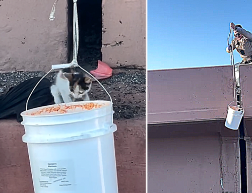 ‘Catfishing’ for Stranded Kitten with a Bucket Shouldn’t Have Worked but it Miraculously Did!