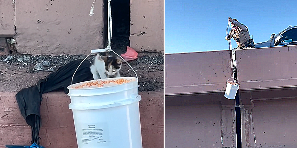 Arizona Department of Public Safety, Interstate, Santan Freeway (Loop 202) and Price Freeway (Loop 101) in Tempe, Arizona, Kitten, catfishing, catfish, trooper catches kitten in an empty bucket somehow,