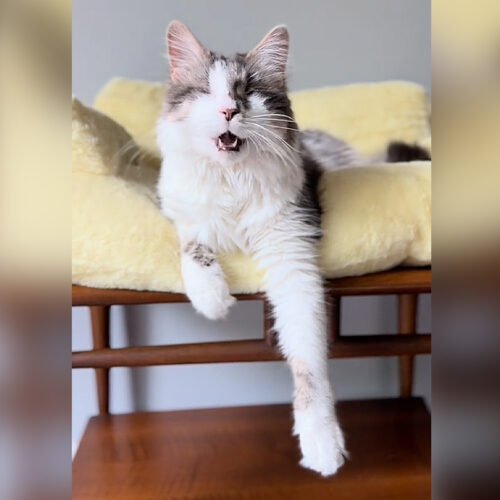 Archie, the Blind Cat, Refuses To Be Apart from His Working Mom, So She ...
