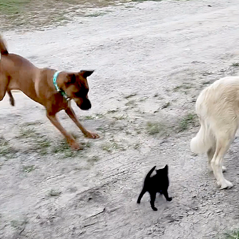  Code Red Animal Project Inc., CRAP, black kitten, kitten chases dogs, kitten approaches big dogs at Fort Worth, Texas rescue, cats and dogs, rescued dogs and kitten, Jyl and Brian, 1