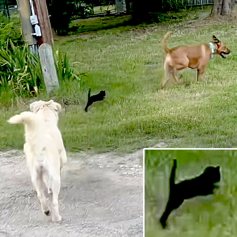 Code Red Animal Project Inc., CRAP, black kitten, kitten chases dogs, kitten approaches big dogs at Fort Worth, Texas rescue, cats and dogs, rescued dogs and kitten, Jyl and Brian, 2