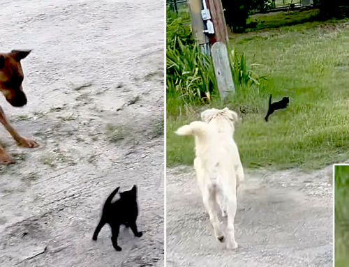 Stray Kitten Appears and Turns the Tables on the Big Dogs in Texas