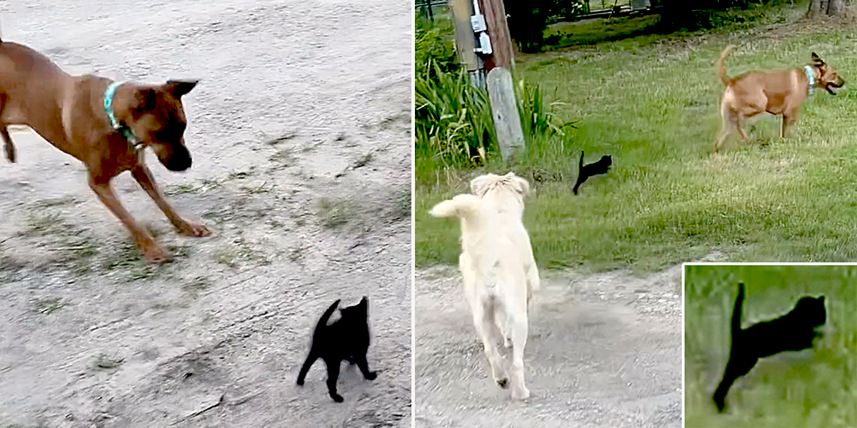 Code Red Animal Project Inc., CRAP, Arnold the black kitten, kitten chases dogs, kitten approaches big dogs at Fort Worth, Texas rescue, cats and dogs, rescued dogs and kitten, Jyl and Brian