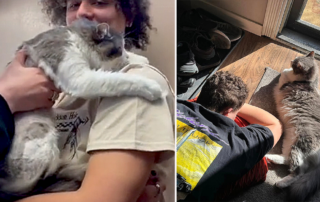 TikTok/bug_b1te, Snake River Animal Shelter, Idaho Falls, ID, West Jordan, Utah, Buba the cat knows his dad at the shelter, Cat knew his future family, Cat refused to let go of future dad