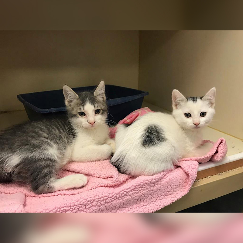 Bubba and Diva at the Snake River Animal Shelter