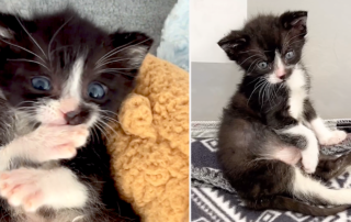 Barry the kitten, Kris Kaiser, Camp Wobbly Cat, Minnesota, Minneapolis, potato with legs, rescued kitten, tuxedo cat, tuxie, Animal Humane Society, TNR, trap, neuter, return, Snapple the cat, Whirlwind Natalie, cerebellar hypoplasia, WCCO CBS Minnesota, Bitty Kitty Brigade, Brianne Tushaus