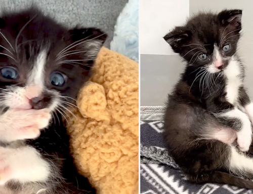 Rescued Tuxie Barry the Kitten is So Cute He Might Share His Belly on Only Fans!