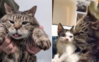 Christina Ha, Meow Parlour, New York, Jack, senior cat, 11-year-old kitty saved from the city shelter, tongue hangs out, 20-pound senior kitty, enlarged heart