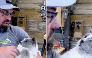 Dean and Emily Burris, Dean Furniture Artist, Justin, Texas, North Texas Barn Cats Program, Barn Cats Inc. Barn cat named Tank is super friendly, feral, semi-feral, Mastiff, Colossus, Apollo Support & Rescue for Abandoned Dogs