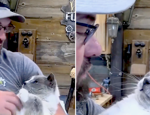 Why a Kitty Adopted Through a Barn Cat Program Obviously Lied On His Resume