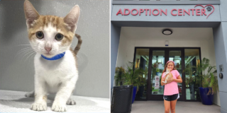 Denis Phillips, Jim Cantore and Al Roker, ABC Actions News Tampa, Purricane, Kitten named Dipper adopted from Humane Society of Tampa Bay, orange and white kitten, Tampa-area Chief Meteorologist