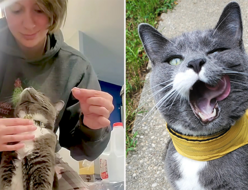 Adorable Cat Shows that Pill Time Can Be Not Only Manageable But Exciting!