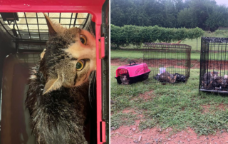 Free To Live Animal Sanctuary, Guthrie, Oklahoma, who dumped 15 cats in the rain, Operations Director Kaycee Chance, Helping Community Paws and Claws, Lisa New, 30 cats dumped in Logan County,