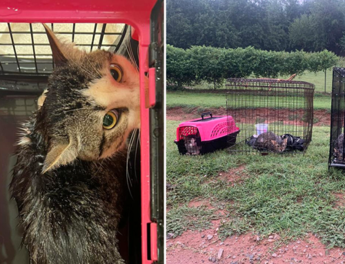 Oklahoma Sanctuary and Rescue Team Up to Find Out Who Dumped 15+ Cats in the Rain