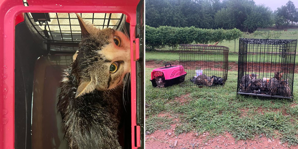 Free To Live Animal Sanctuary, Guthrie, Oklahoma, who dumped 15 cats in the rain, Operations Director Kaycee Chance, Helping Community Paws and Claws, Lisa New, 30 cats dumped in Logan County,