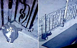 Mike Lalicich, Buddy and Mike's Pal, Niagara Falls, Ontario, German Shepherd, Shadow the three-legged cat, reunion, rescue, cat on security cam, cat comes to home for rescue, tripod cat reunited with family